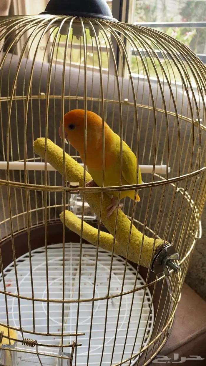 طير روز للبيع 1