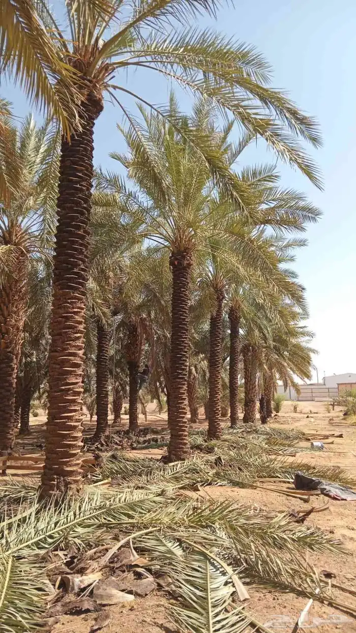 نخل للبيع جميع لانواع 5