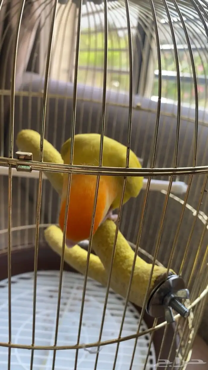 طير روز للبيع 2