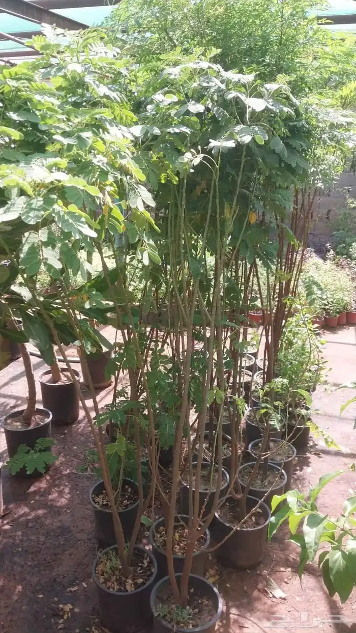 يوجد لدينا اشجار الزيتون وترمنليا وشجار ضل كبيره 5