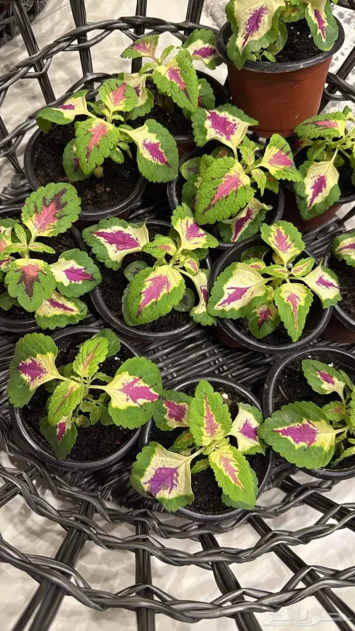 تنسيق حدائق منزليه وصيانتها وبيع الشتلات 3