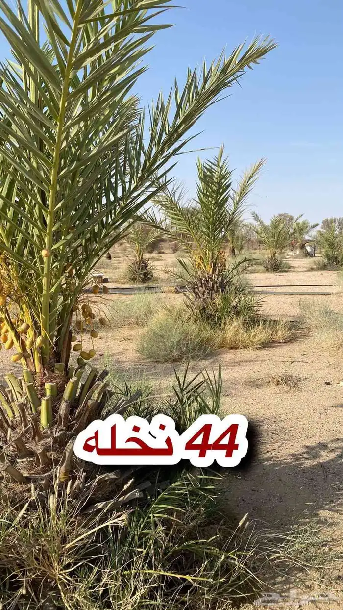 لتواصل 1