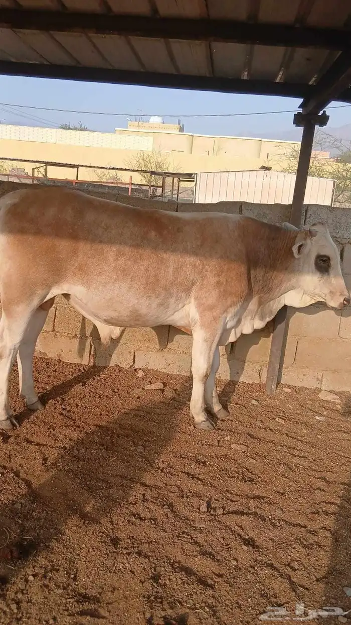 ثور الماني عمره سنه و8 شهور 2