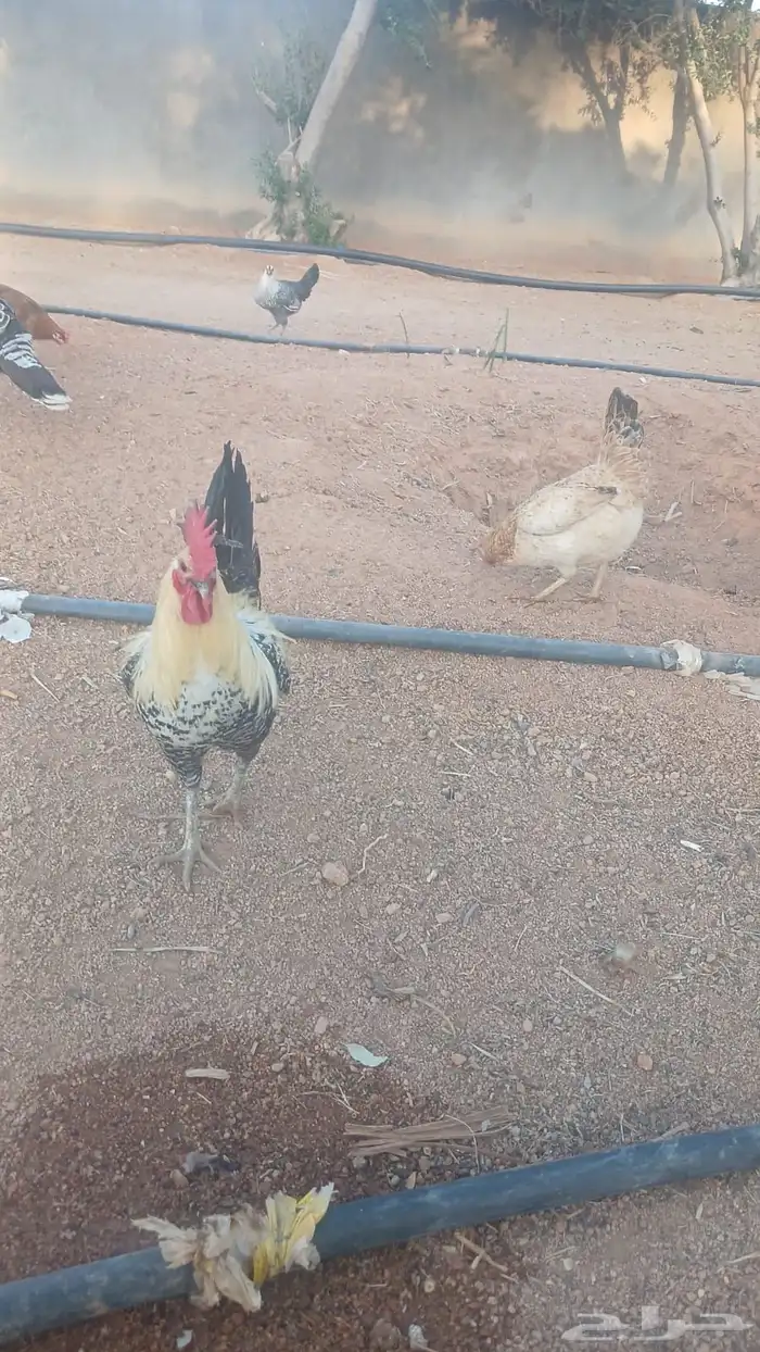ديك رومي وديك بلدي 2