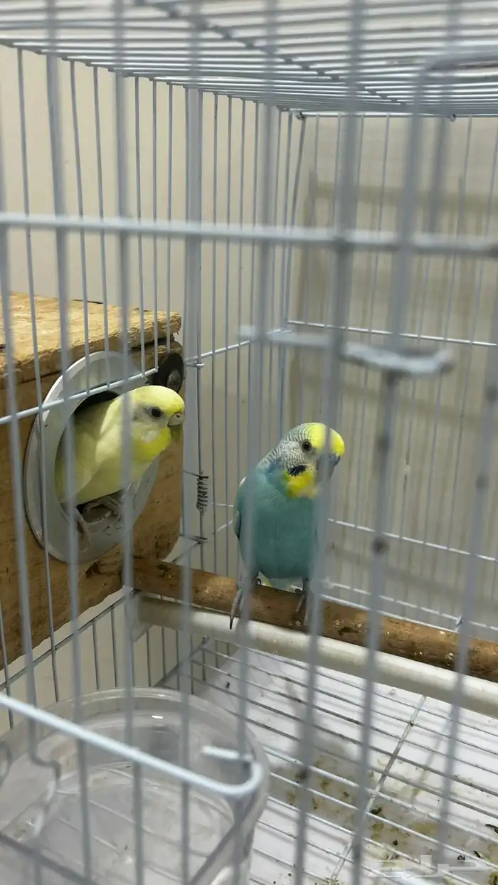 للبيع زوج بادجي منتج 9