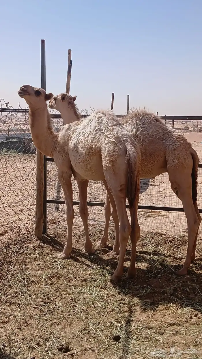 قعودين طايشه 1