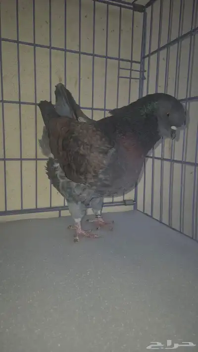 حمام كنق index