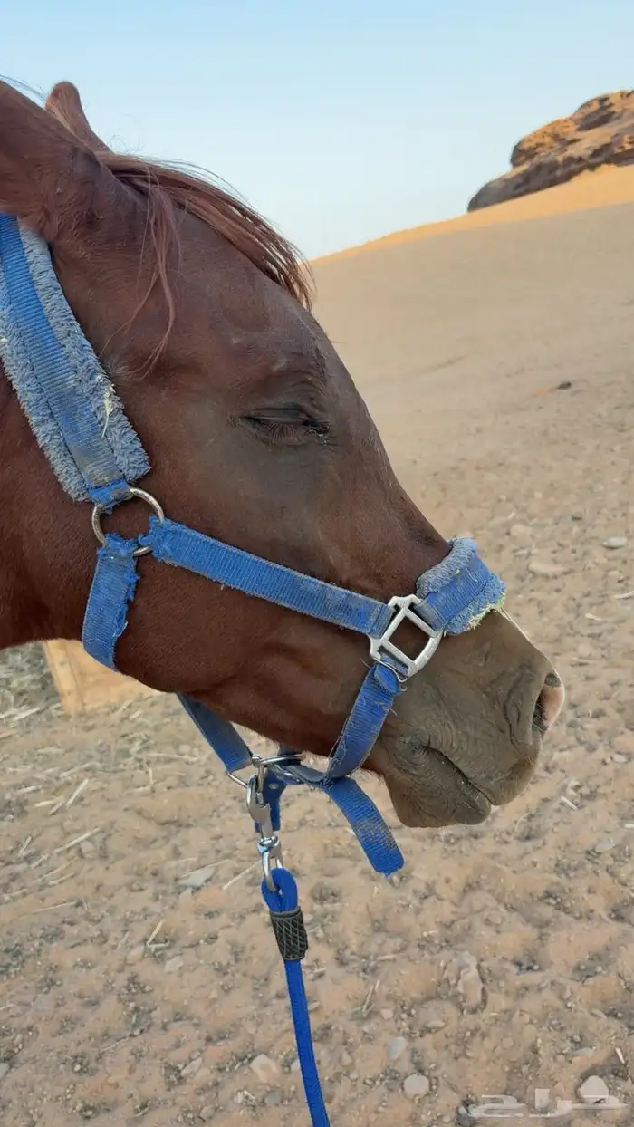 خيل حصان شعبي 0