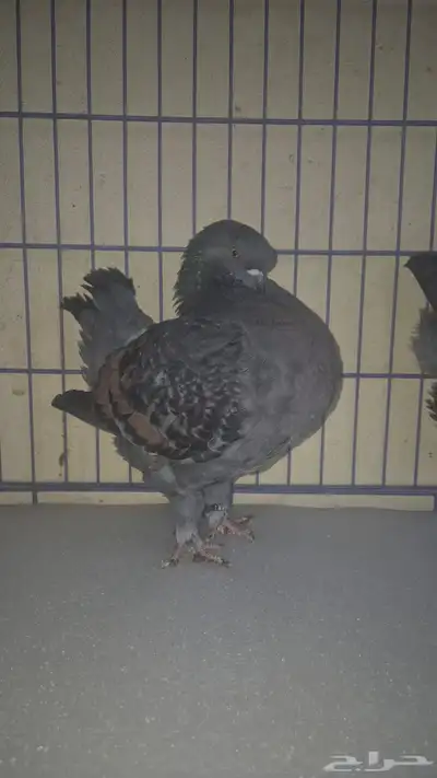 حمام كنق index