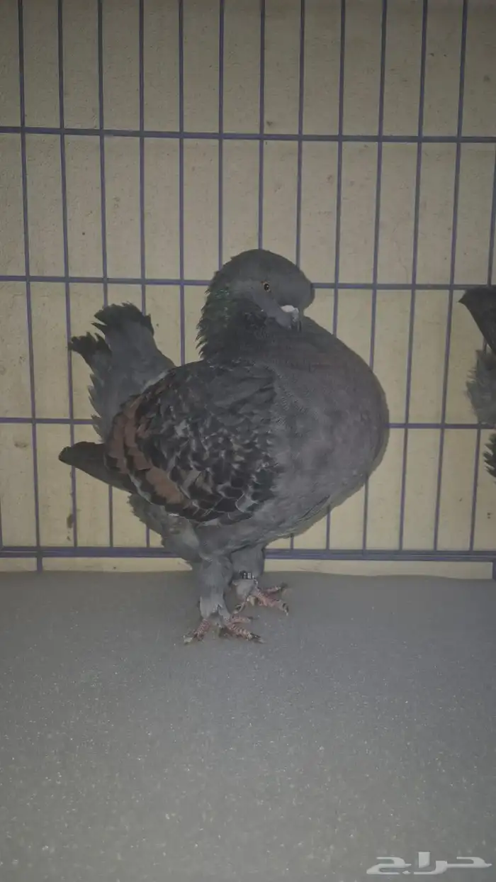 حمام كنق 0