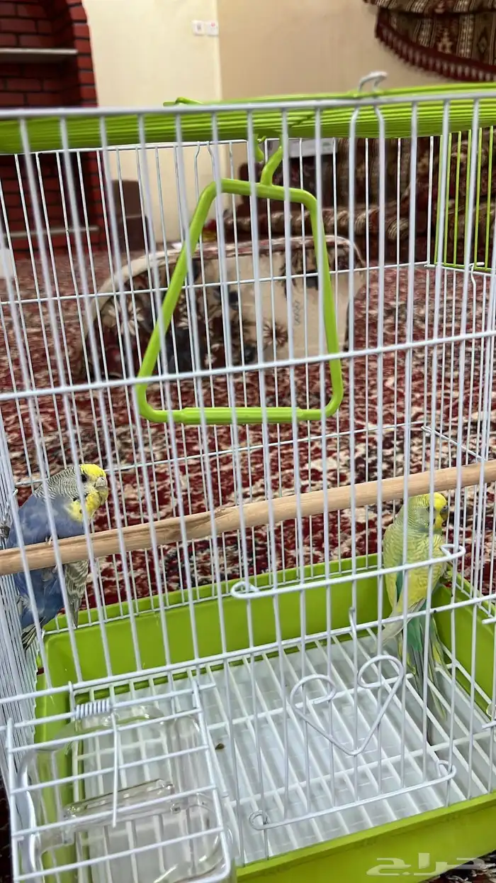 زوج طيور بادجي اصحه ممتازه جاهز لي الإنتاج 0