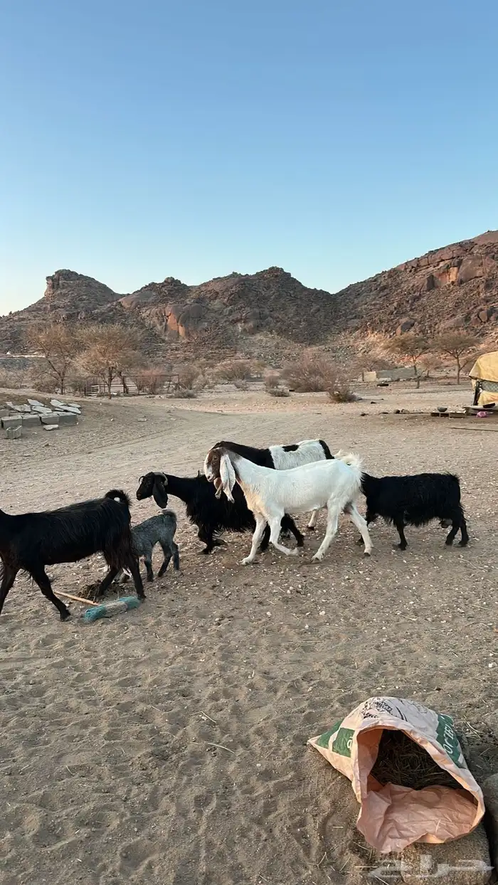 معزا للبيع العدد 6بالفحل 0