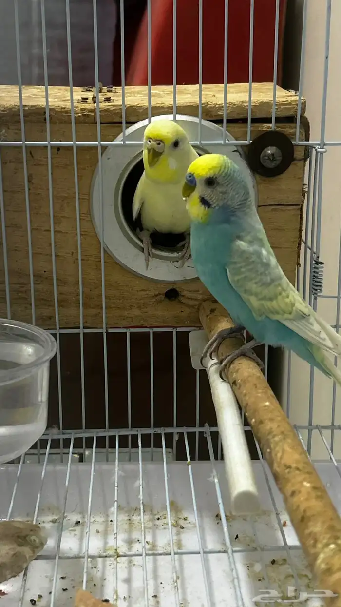 للبيع زوج بادجي منتج 4