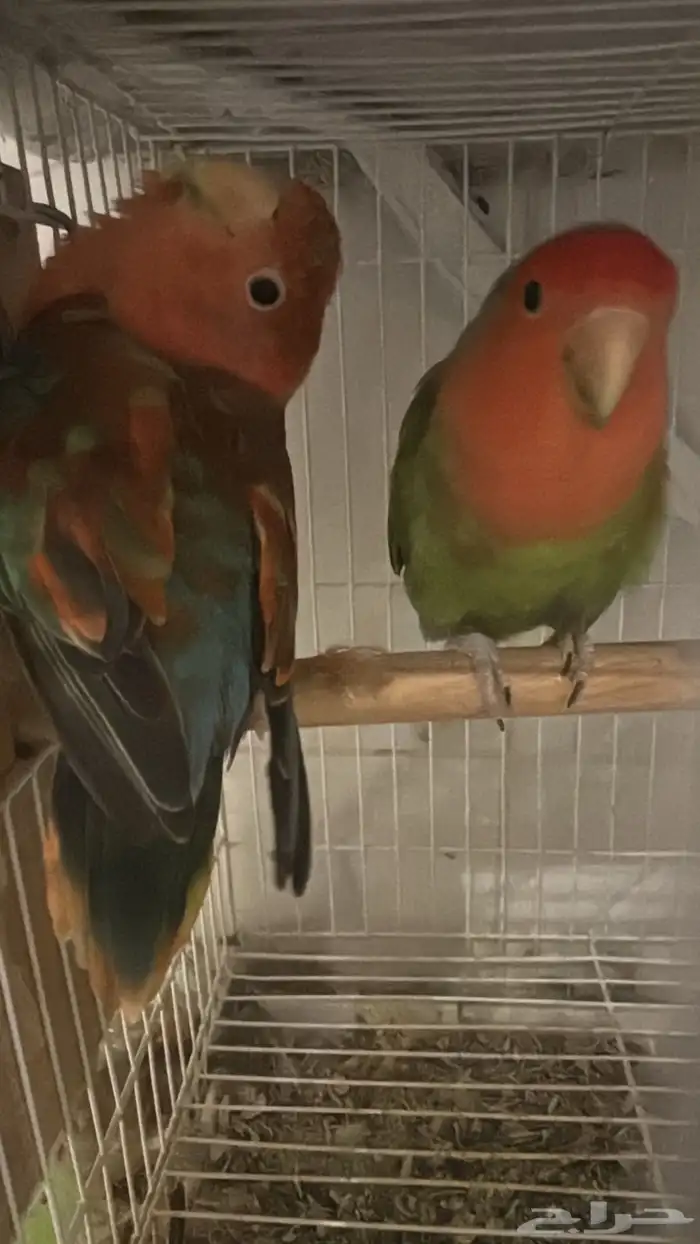 زوج روز منتج طفرة قوية ونادرة 3