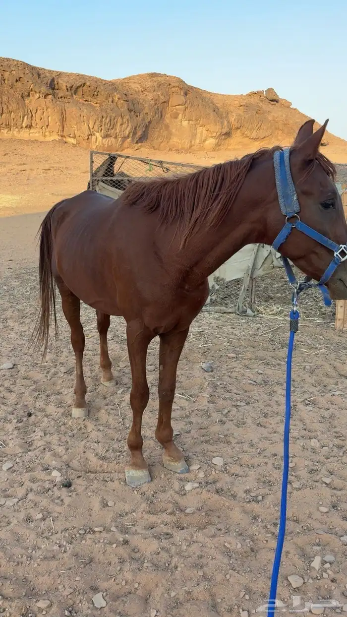خيل حصان شعبي 1