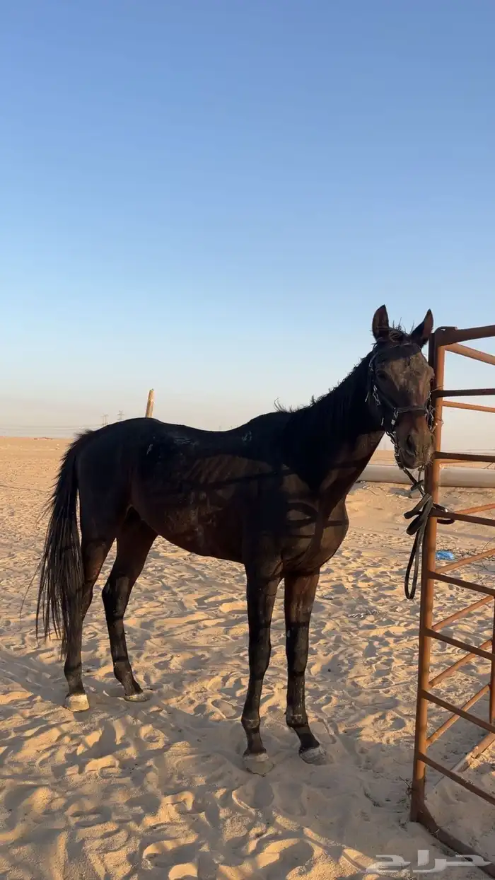 حصان للبيع التواصل خاص والمعلومات وفيديوهاته 0