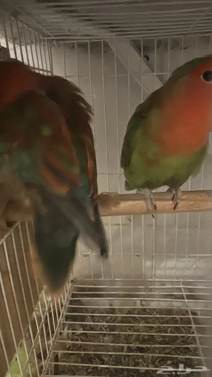 زوج روز منتج طفرة قوية ونادرة 4