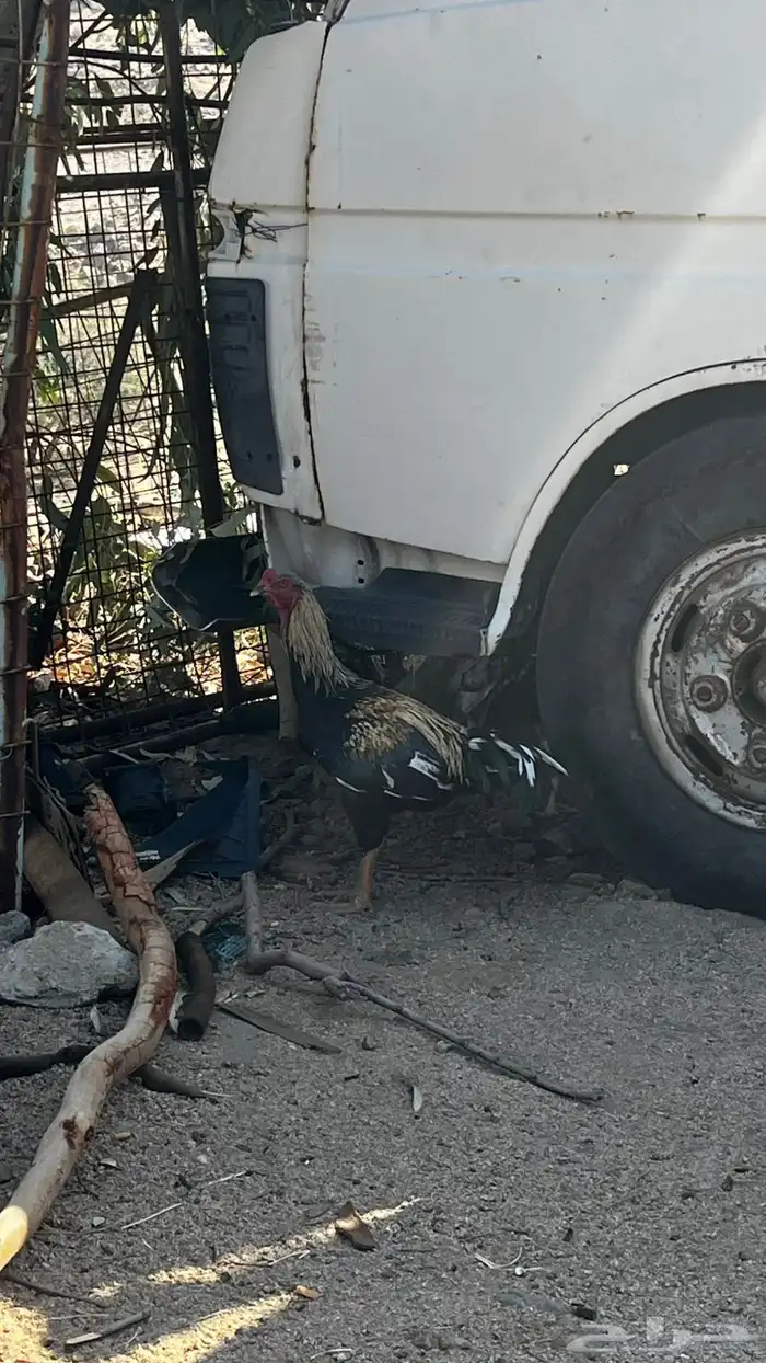ديوك 4