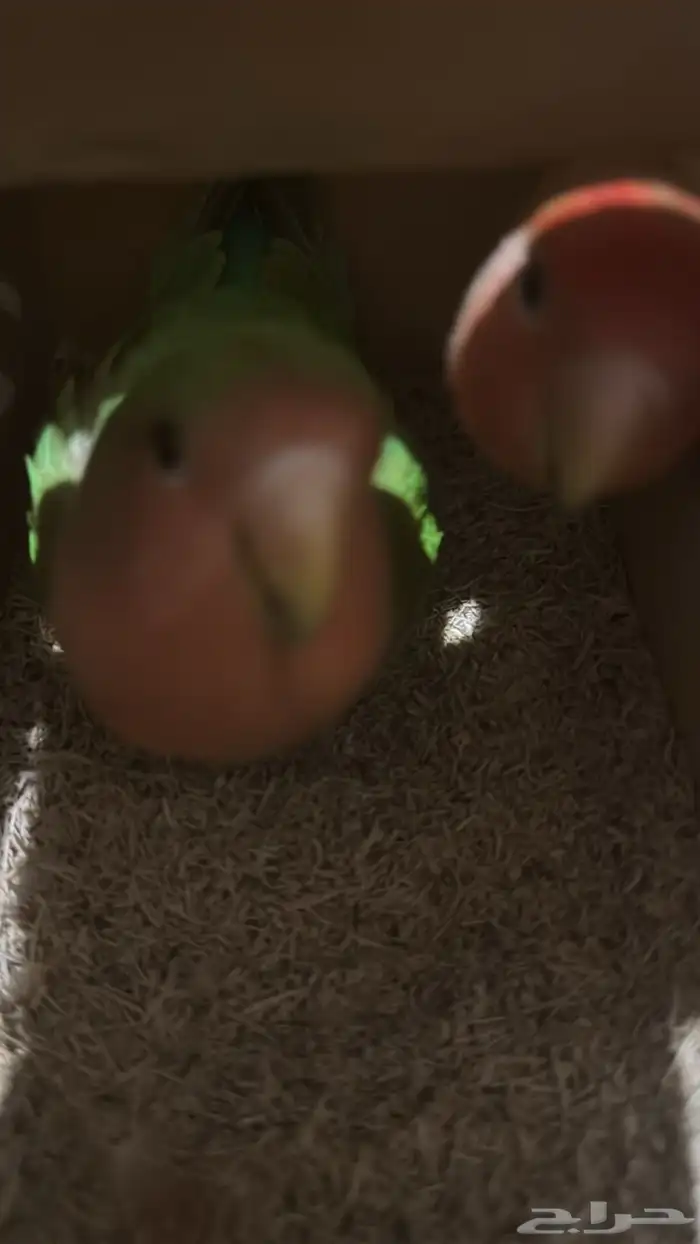 زوج روز منتج طفرة قوية ونادرة 1