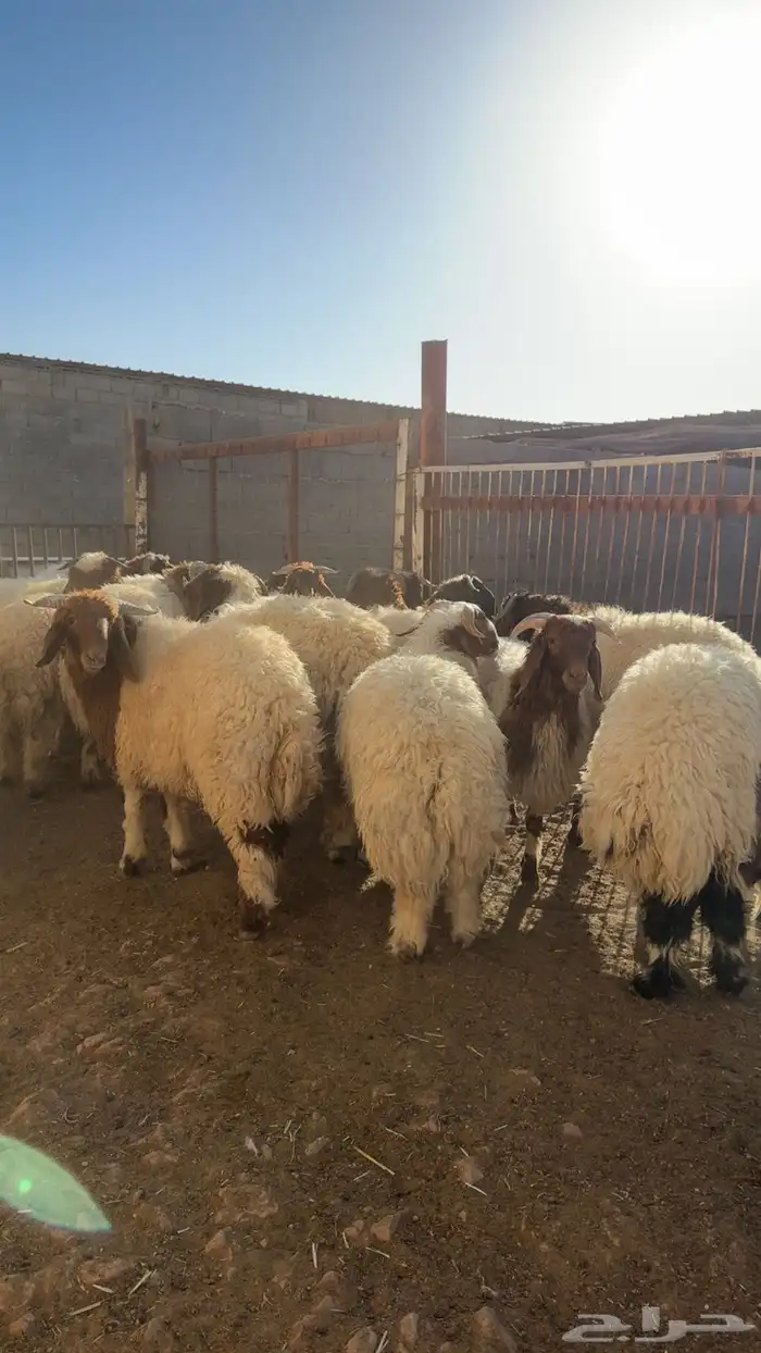 اجود أنواع الذبائح بافضل الأسعار 1