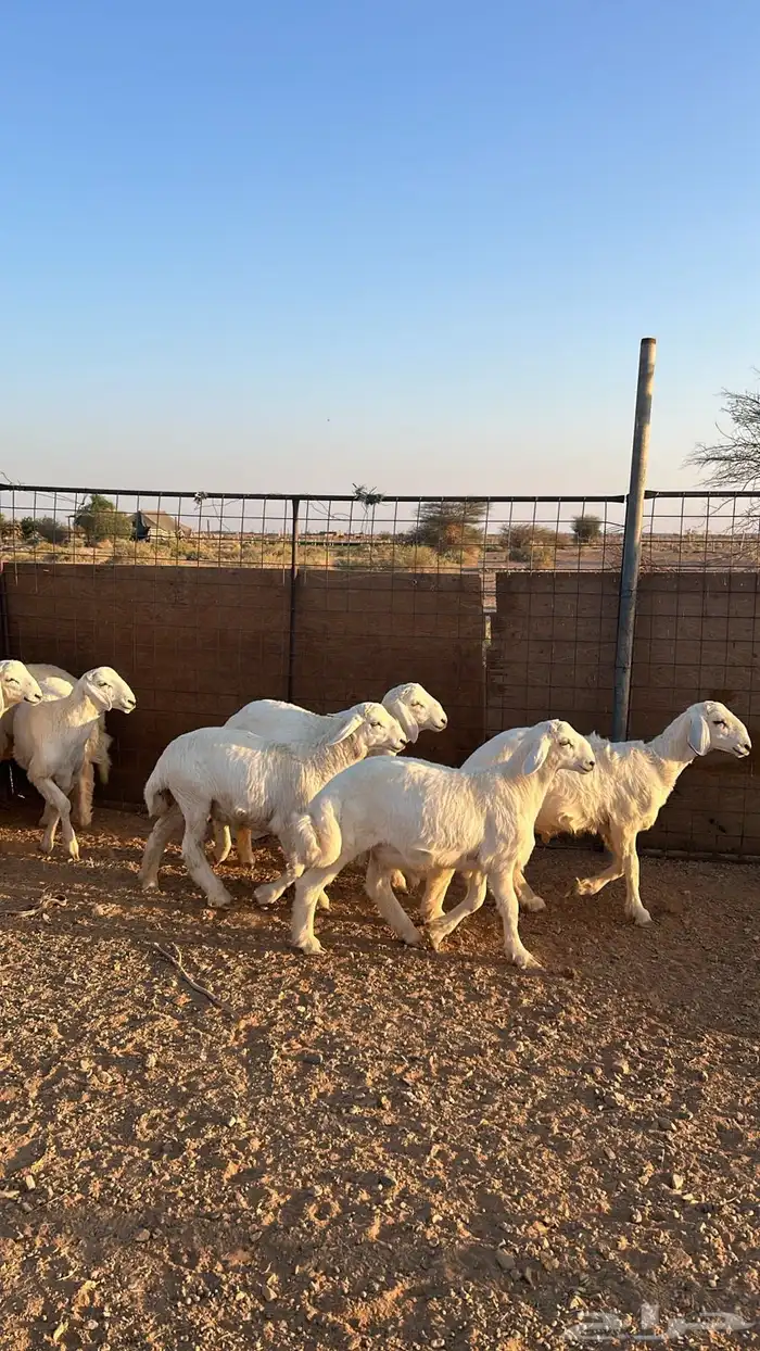 خرفان حريات 0
