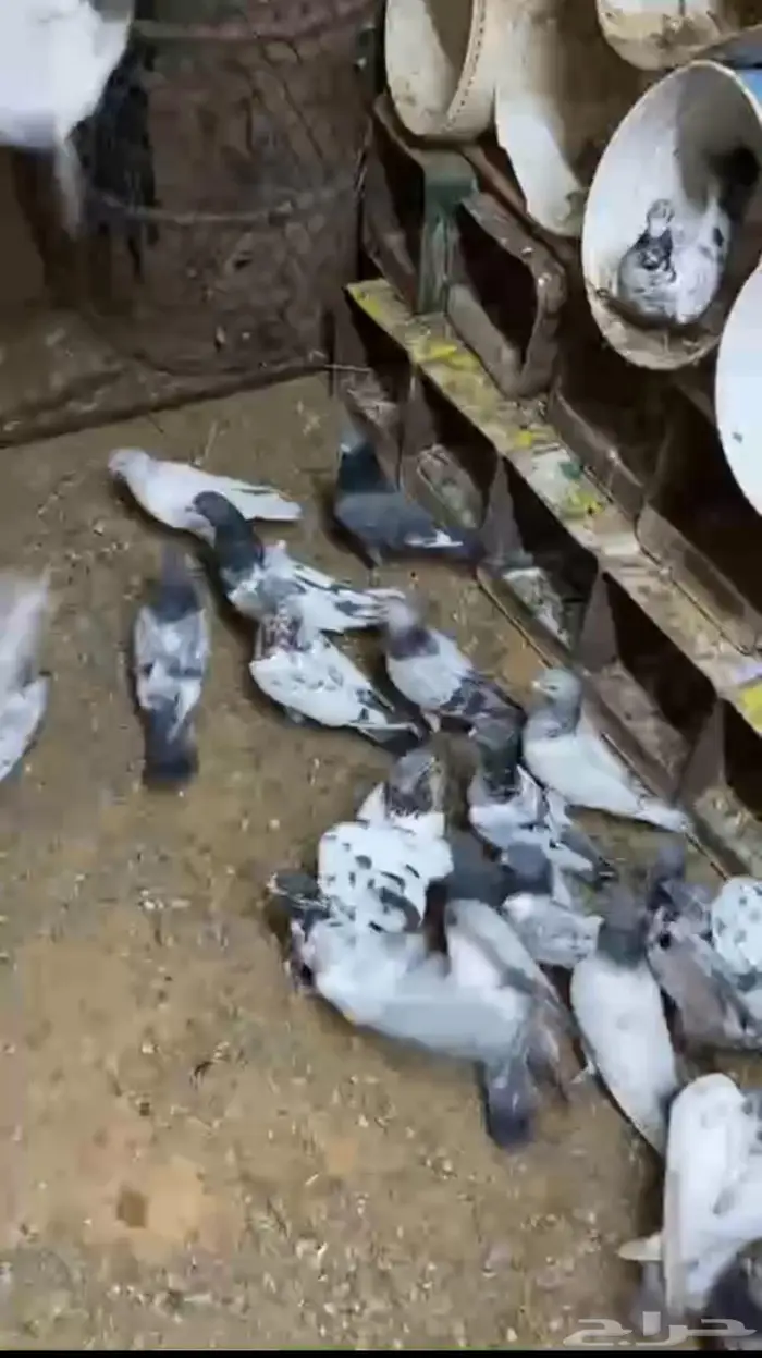 حمام باكستاني 1