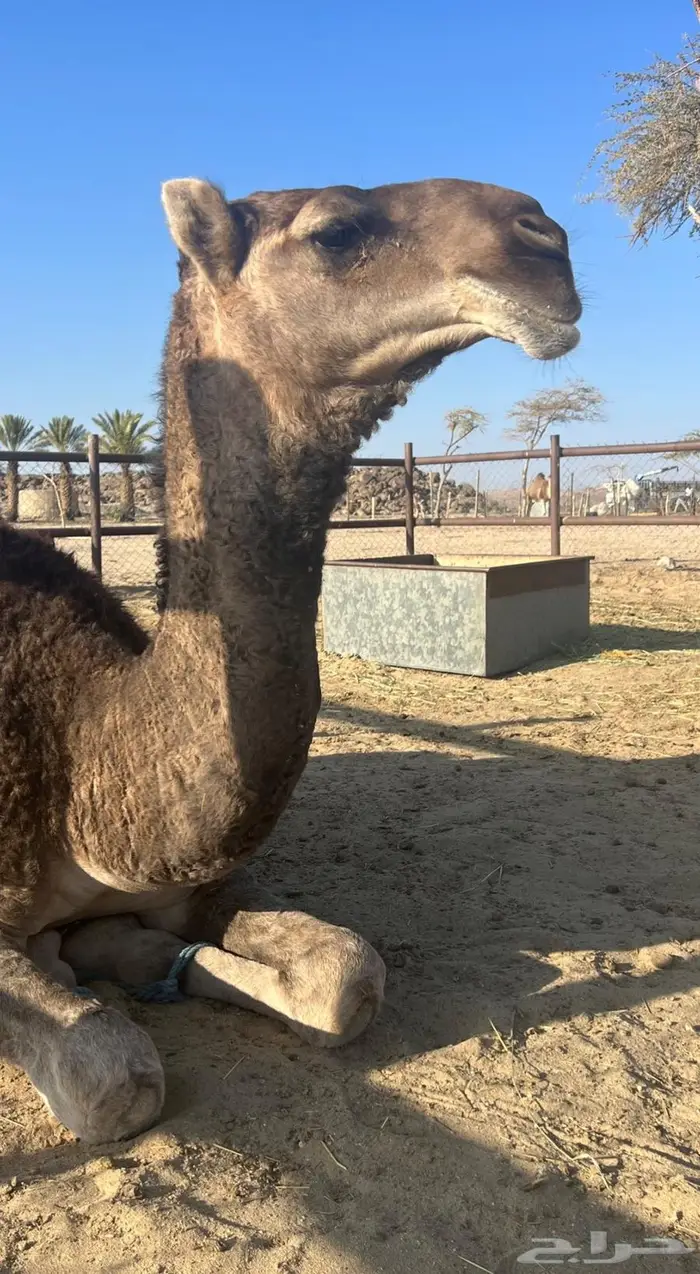 بعير حمر تمامي 3