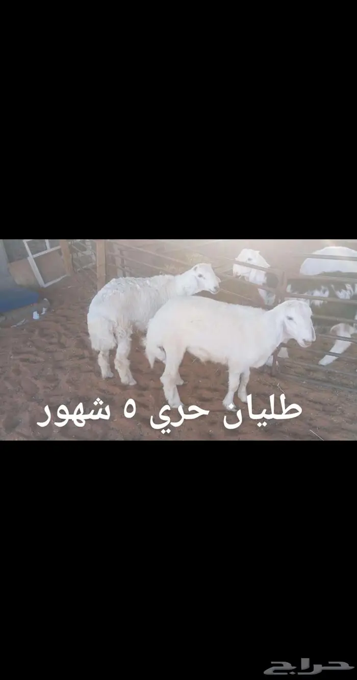 ذبايح ..مع الذبح والتوصيل 3