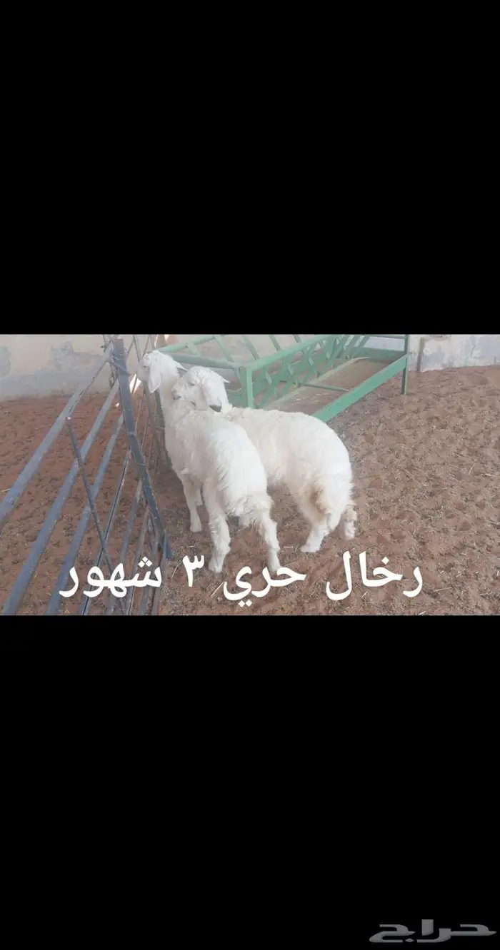 ذبايح ..مع الذبح والتوصيل 1