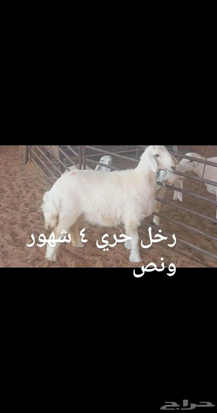 ذبايح ..مع الذبح والتوصيل 4