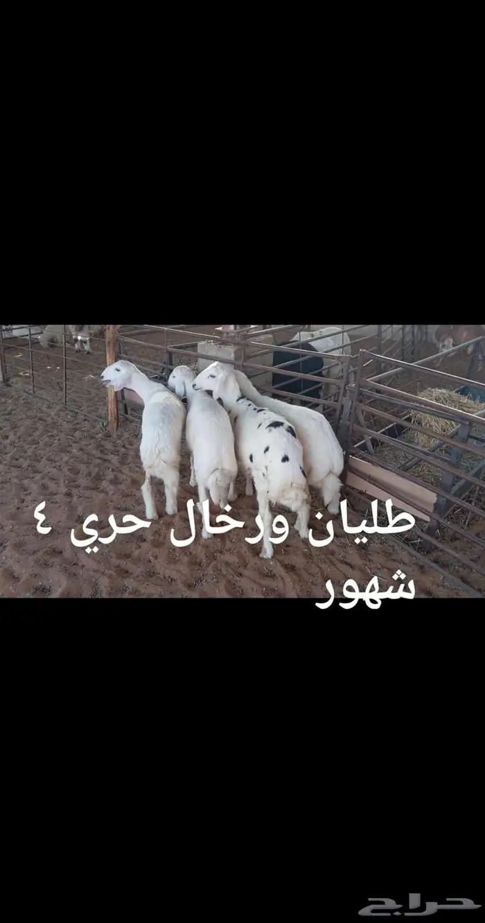 ذبايح ..مع الذبح والتوصيل 2