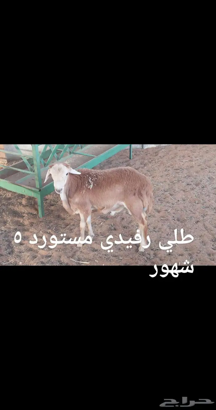 ذبايح ..مع الذبح والتوصيل 8