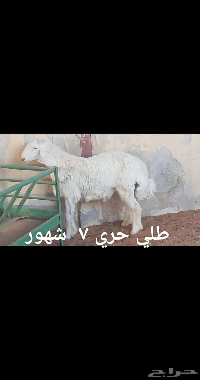 ذبايح ..مع الذبح والتوصيل 9