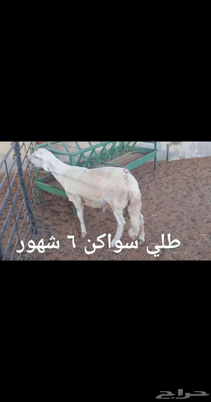 ذبايح ..مع الذبح والتوصيل 11
