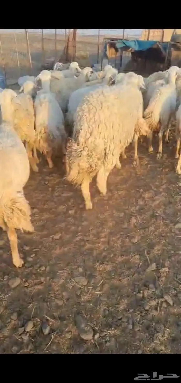 للبيع غنم مراح وسم واحد 0