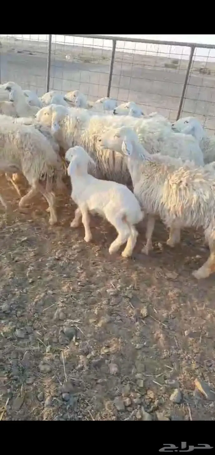 للبيع غنم مراح وسم واحد 1
