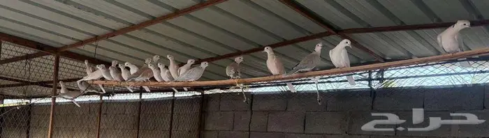 حمام ياكريم 2