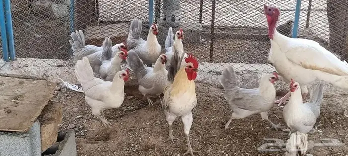 دجاج فيومي ألمنيوم 0