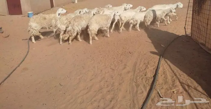 حريات حرش صنف 3