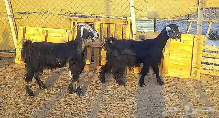 عنزين ضريع كبير 3 اشهر كشف سونار لاعلي سوم 7