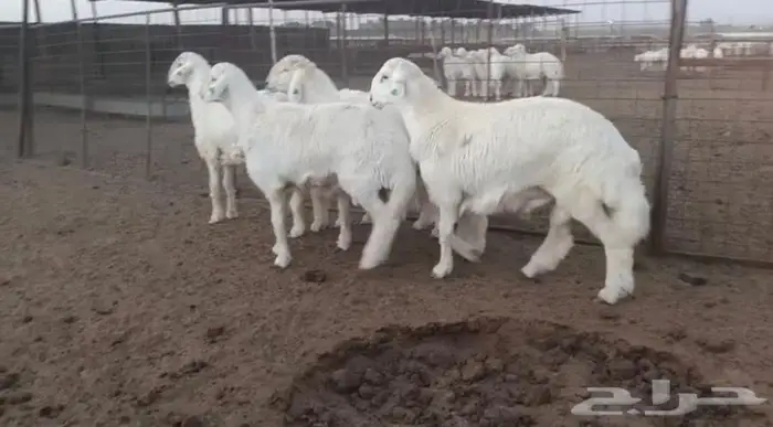 ذبايح جزلة ناهية 6