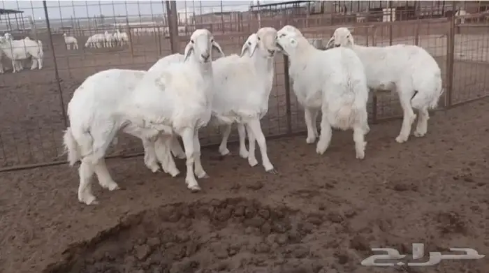 ذبايح جزلة ناهية 10