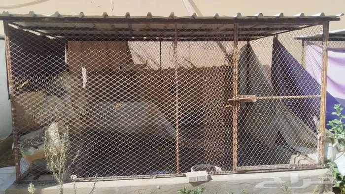 شبك طيور 0