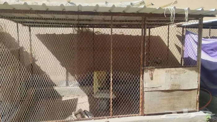 شبك طيور 5
