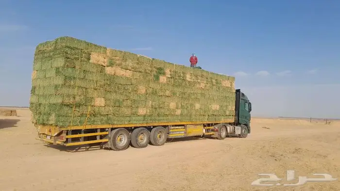 برسيم صافي شد كلاس 0