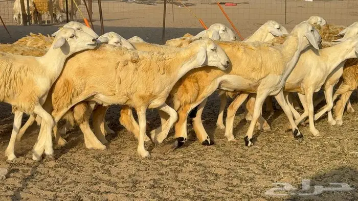 رخال 27 تحتها 3 السعر 1550 16