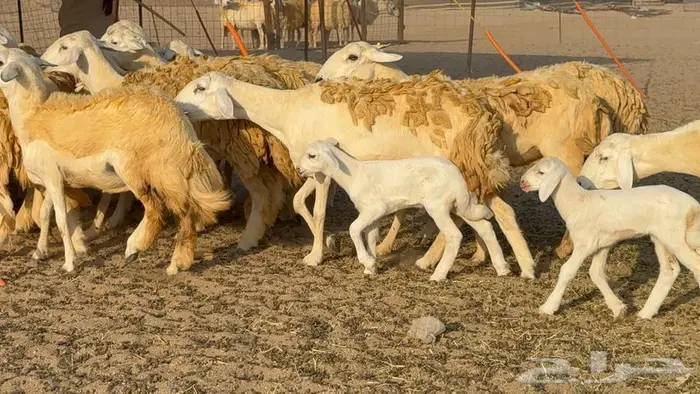 رخال 27 تحتها 3 السعر 1550 4