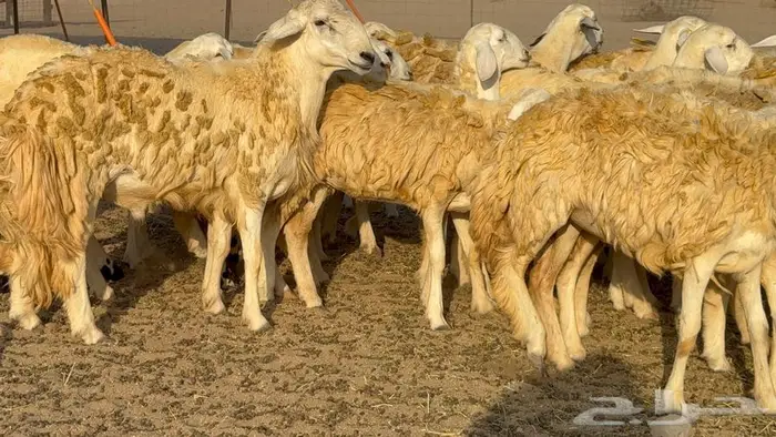 رخال 27 تحتها 3 السعر 1550 13