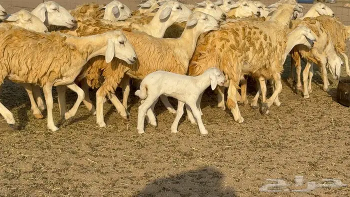 رخال 27 تحتها 3 السعر 1550 6