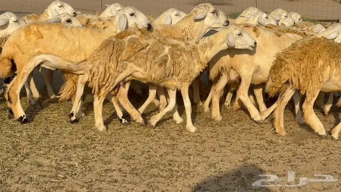 رخال 27 تحتها 3 السعر 1550 9